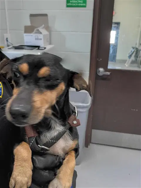 Suzy - Dachshund