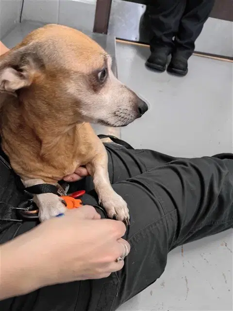 Golla - Dachshund