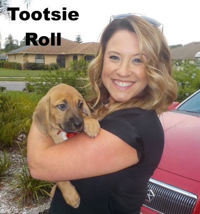 Jewelyn's pup - Tootsie Roll - F1