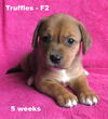 Jewelyn's pup - Truffles - F2