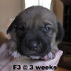 Jewelyn's pup - Godiva - F3