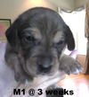 Jewelyn's pup - Fudge - M1