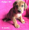 Jewelyn's pup - Fudge - M1