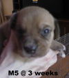 Jewelyn's pup - Mocha - M5