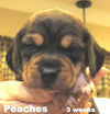 Rosie II's pup PEACHES II