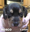 Rosie II-s pup ROSCO