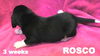 Rosie II-s pup ROSCO