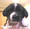 Rosie II's pup ROSETTE