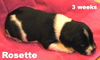 Rosie II's pup ROSETTE