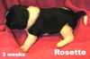 Rosie II's pup ROSETTE