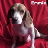 Emmie