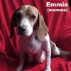 Emmie's pup - Po'Boy