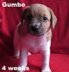 Emmie's Pup - Gumbo