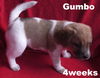 Emmie's Pup - Gumbo