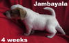 Emmie's Pup - Jambalaya