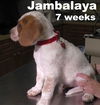 Emmie's Pup - Jambalaya