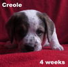 Emmie's Pup - Creole