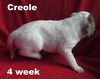 Emmie's Pup - Creole