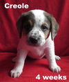 Emmie's Pup - Creole