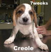 Emmie's Pup - Creole