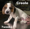 Emmie's Pup - Creole