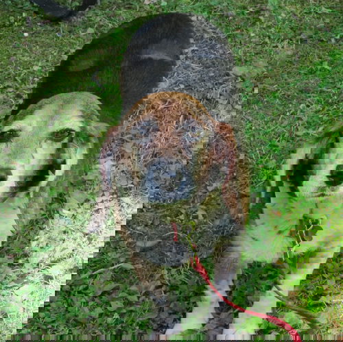 Chaka