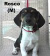 Missy's pup Rosco