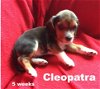 Lady III's pup Cleopatra