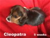 Lady III's pup Cleopatra