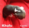 Lady III's pup Khufu
