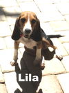 Lila