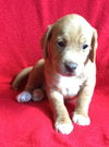 Crystal's pup 