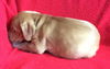 Crystal's pup 