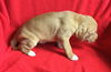 Crystal's pup 