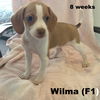 Gracie's pup Wilma