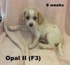 Gracie's pup Opal II