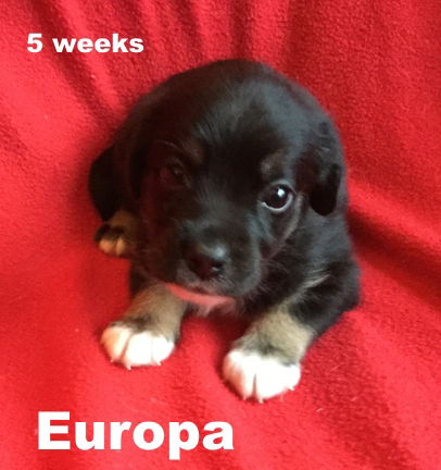 Willa II's puppy Europa