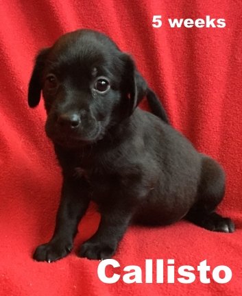 Willa II's pup Callisto