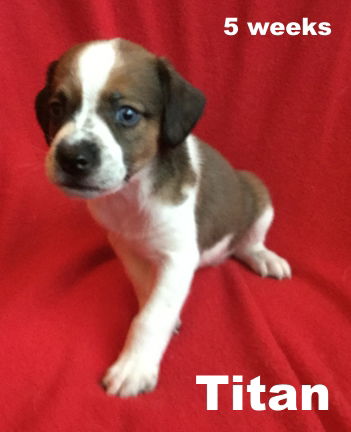 Willa II's pup Titan