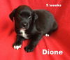 Willa II's pup Dione