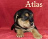 Winnie II's pup Atlas