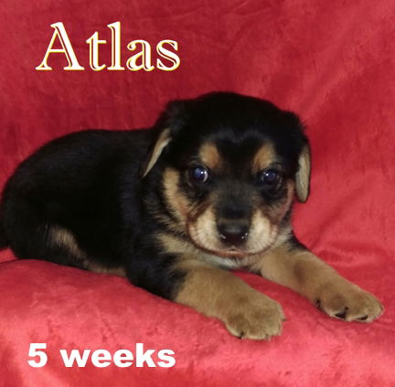 Winnie II's pup Atlas