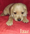 Winnie II's pup Izar