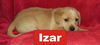 Winnie II's pup Izar