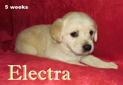 Winnie II's pup Electra