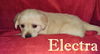 Winnie II's pup Electra