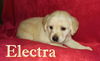 Winnie II's pup Electra