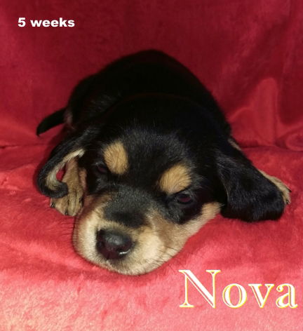 Winnie II's pup Nova