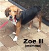 Zoe II's pup Zorro