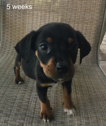 Zoe II's pup Zak
